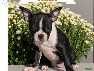 Boston Terrier dogs Tessa - Ad 1