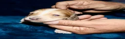 Miniature Dachshund dogs for sale: Whayatt - Ad 3