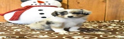 Miniature Australian Shepherd dogs for sale: Victor - Ad 3