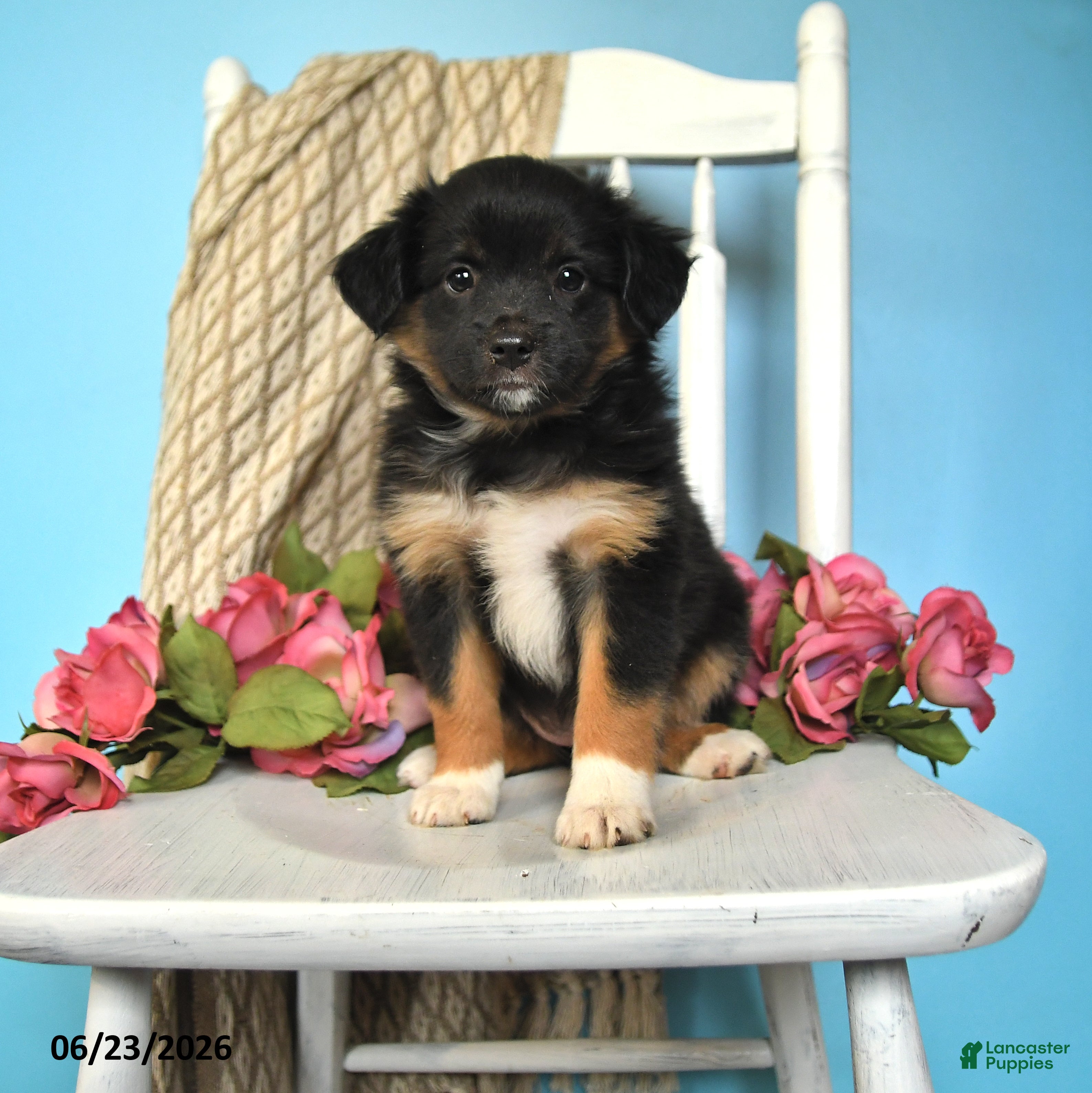 Miniature Australian Shepherd dogs Pixie - Ad 1