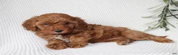 Cavapoo dogs for sale: Sage  - Ad 5