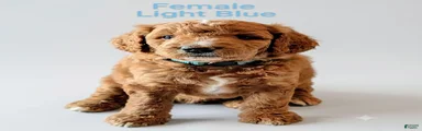 Aussiedoodle 5