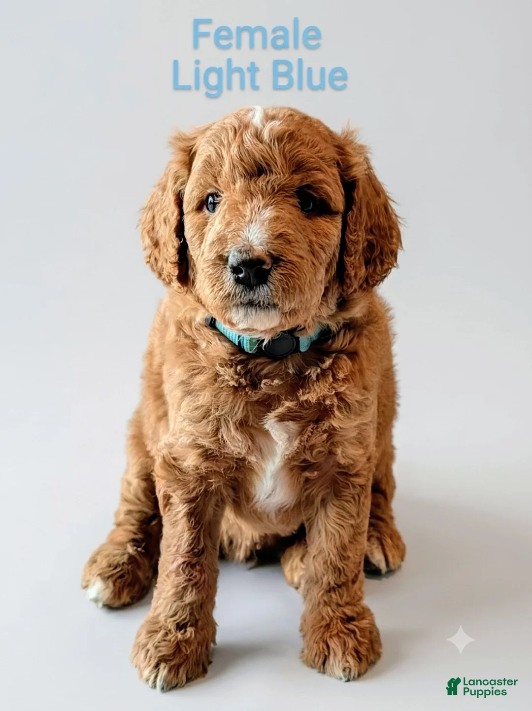 Aussiedoodle dogs for sale: Aussiedoodle 5 - Ad 1