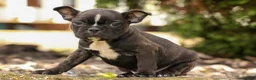 Frenchton dogs for sale: BUDDY - Ad 13
