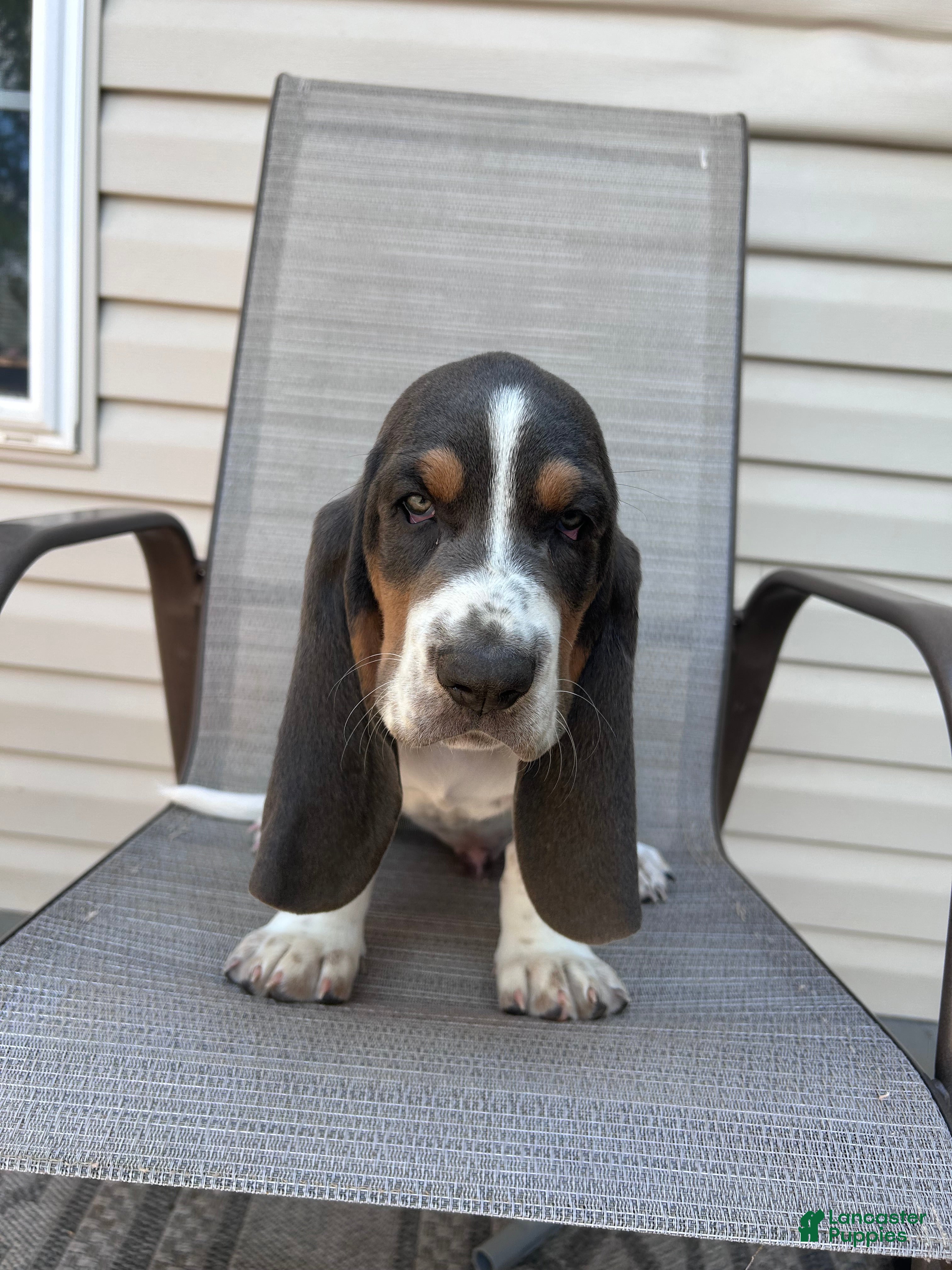 Basset Hound dogs Fred - Ad 20
