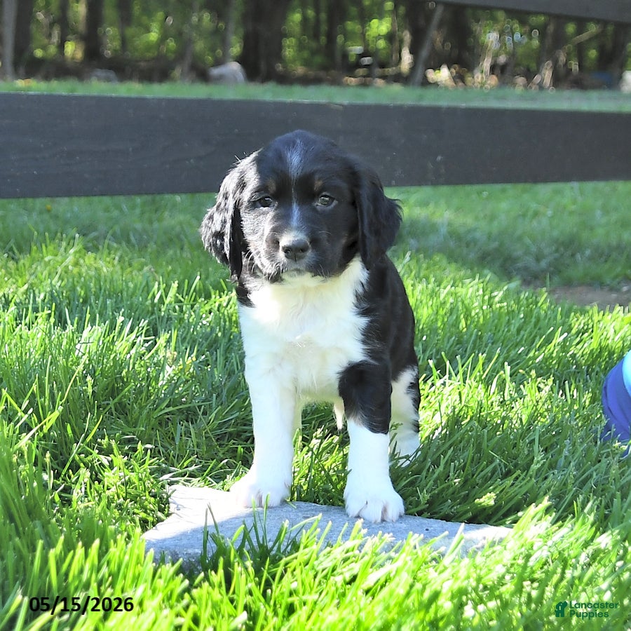 English Springer Spaniel dogs Glacier - Ad 2