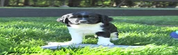 English Springer Spaniel dogs for sale: Glacier - Ad 2
