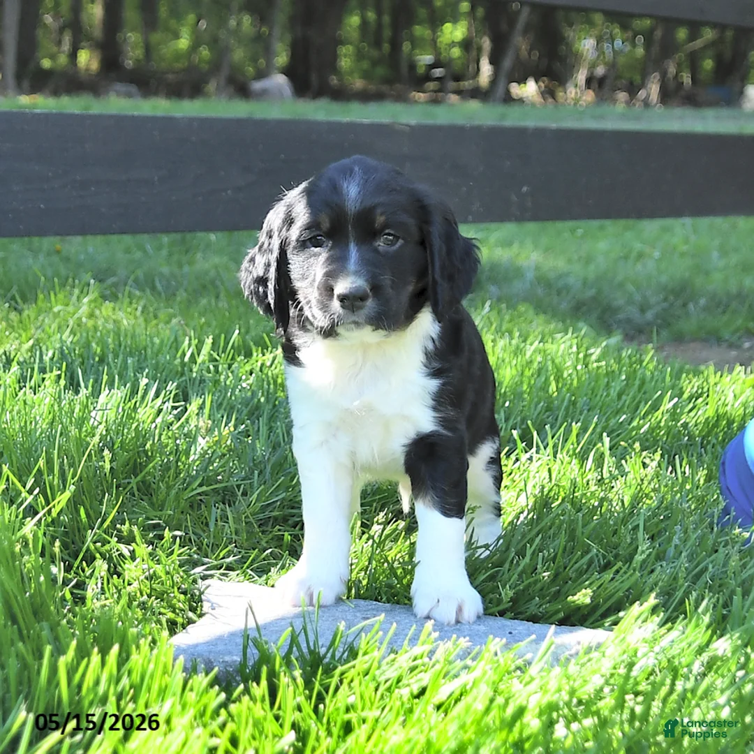 English Springer Spaniel dogs for sale: Glacier - Ad 2