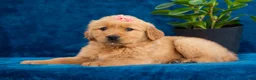 Golden Retriever dogs for sale: Tammy - Ad 8