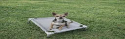 Chihuahua dogs for sale: White blk tri male Hand Delivery  - Ad 6