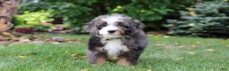 Mini Bernedoodle dogs for sale: Whyatt - Ad 6