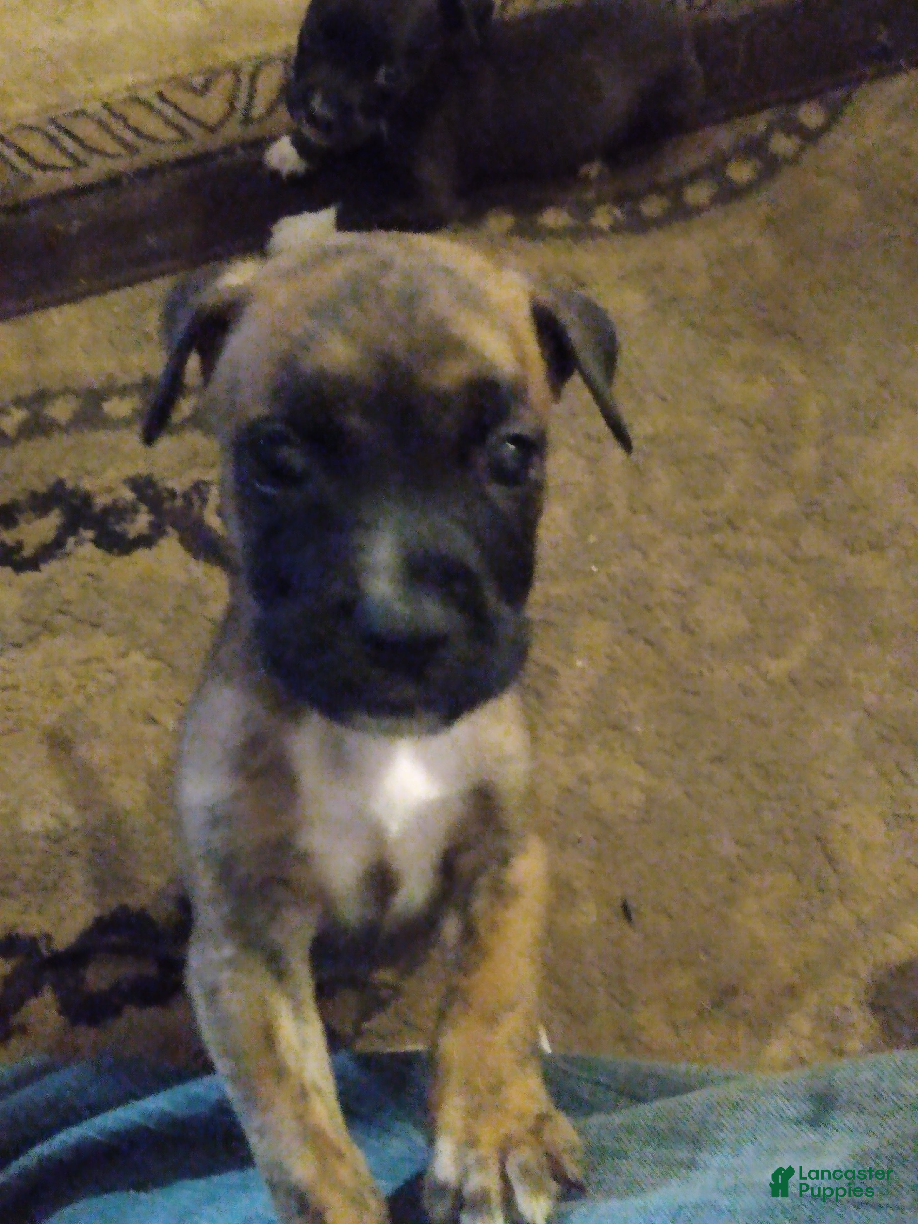 American Pit Bull Terrier dogs American Pit Bull Terrier 6 - Ad 29