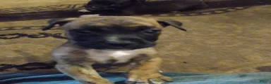 American Pit Bull Terrier 6