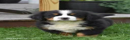 Bernese Mountain Dog dogs for sale: Mac - Ad 3