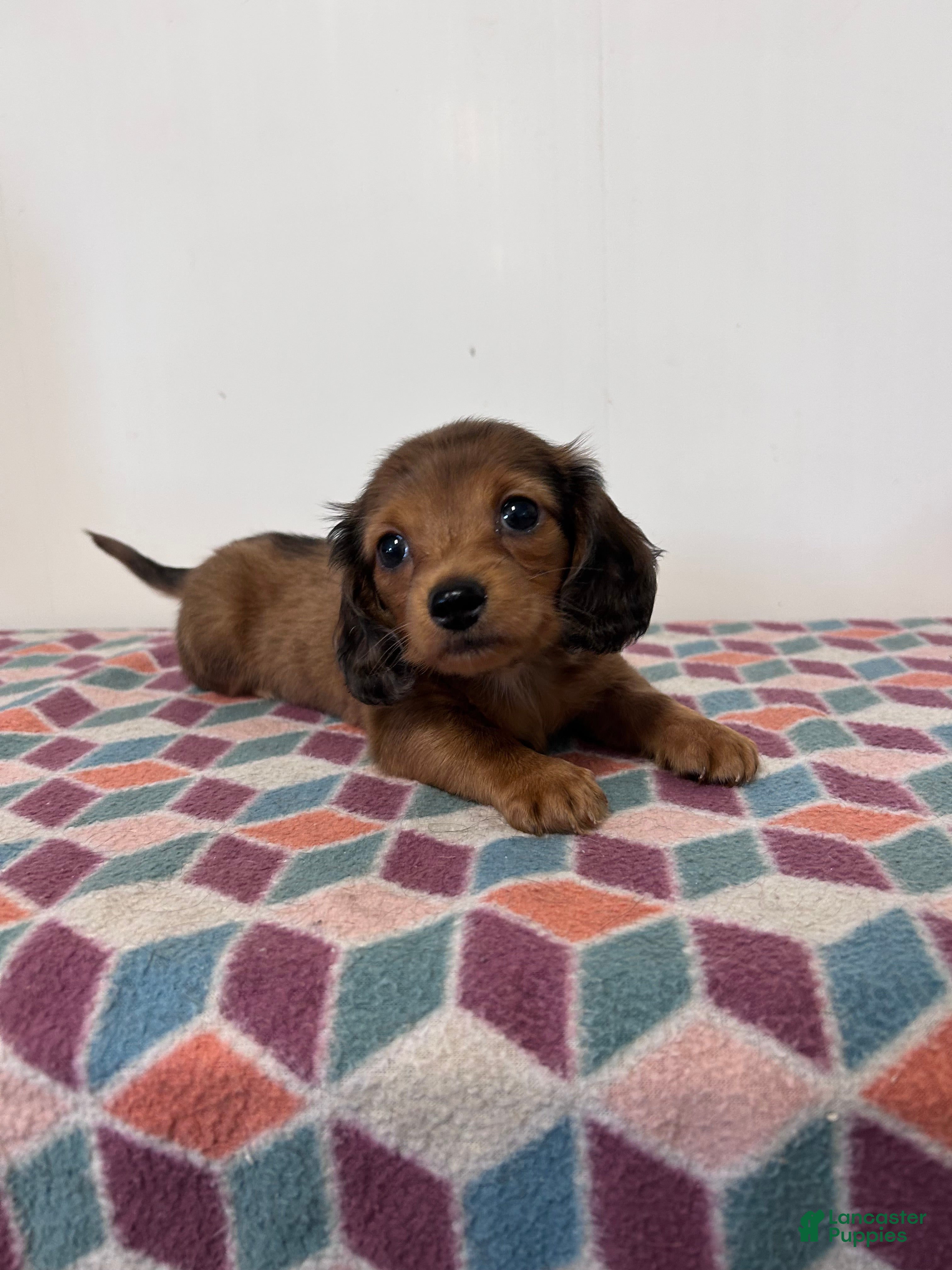 Miniature Dachshund dogs for sale: Monty - Ad 1