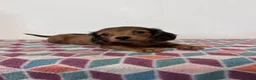 Miniature Dachshund dogs for sale: Monty - Ad 1