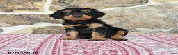Cavapoo dogs for sale: Kayla - Ad 1