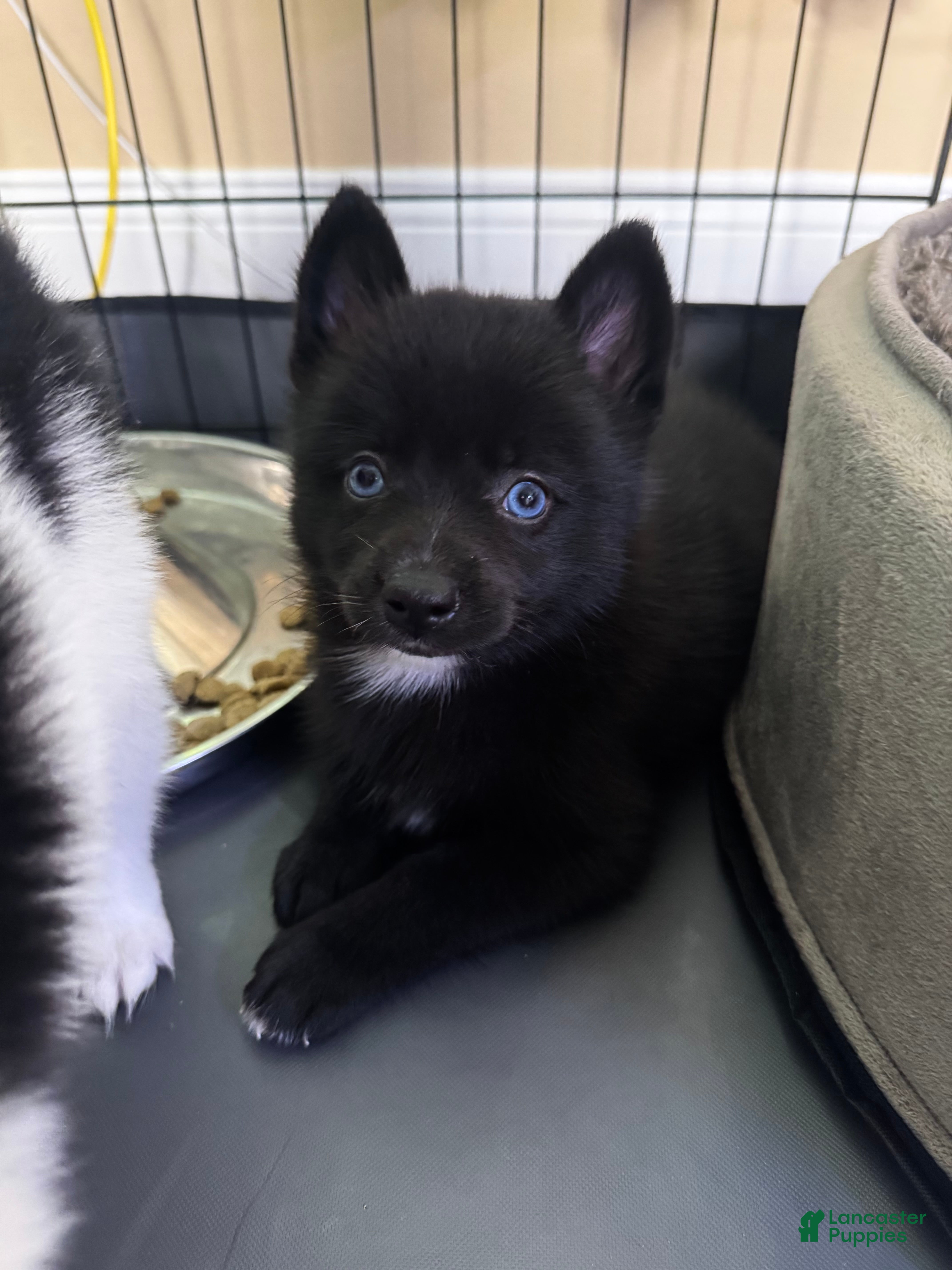 Pomsky dogs D2  - Ad 11