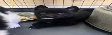 D2 
