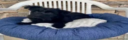 Scottish Terrier dogs for sale: Wanda - Ad 8