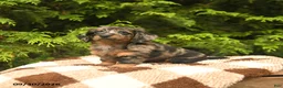Miniature Dachshund dogs for sale: Gloria - Ad 3