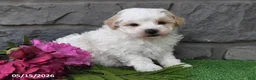 Maltipoo dogs for sale: Ricky - Ad 2