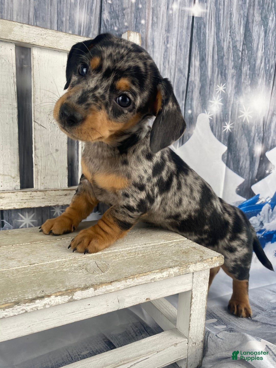 Miniature Dachshund dogs for sale: Teddy - Ad 12