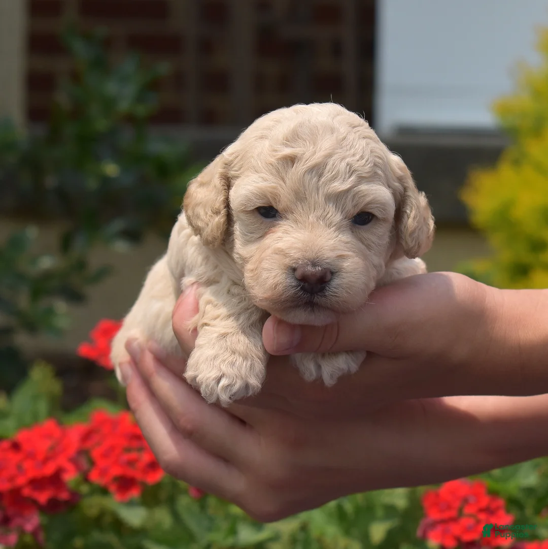 Bichpoo dogs for sale: Putter - Ad 2