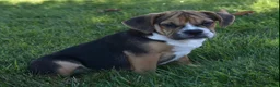 Beabull dogs for sale: Marley  - Ad 3