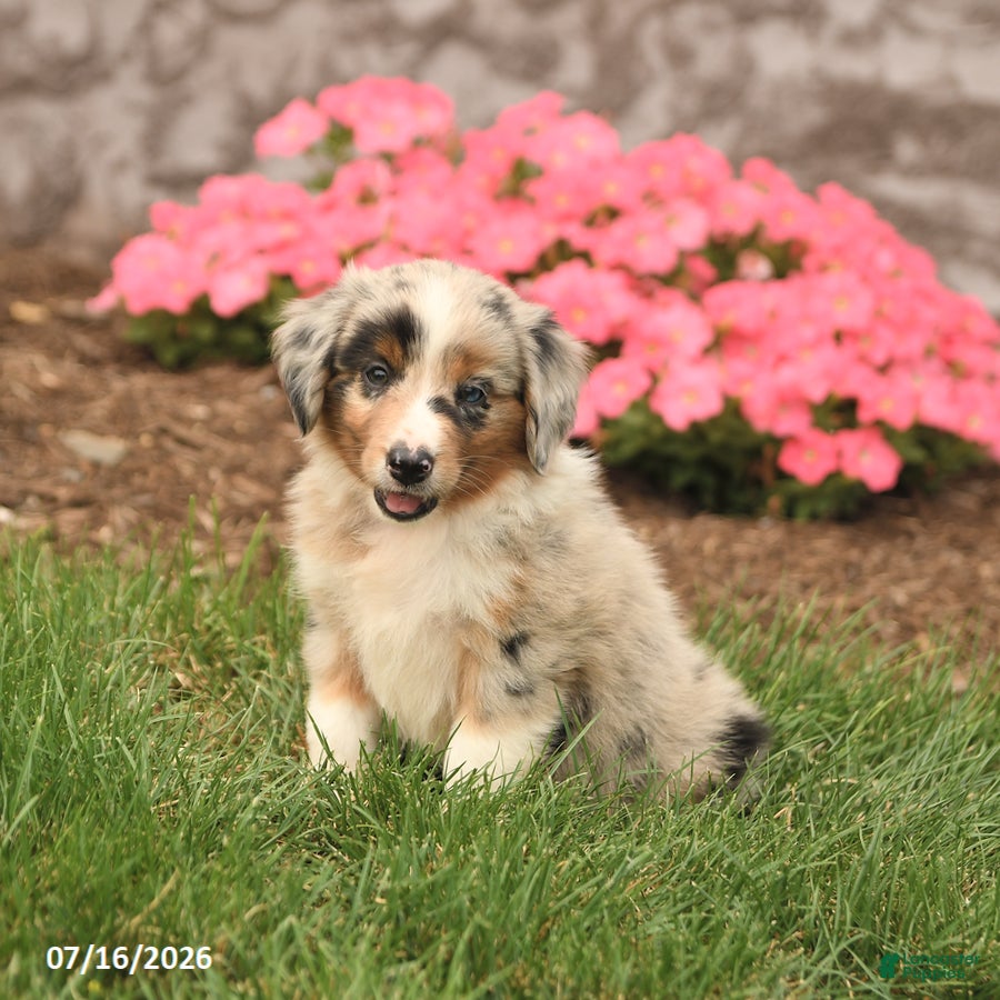 Miniature Australian Shepherd dogs Venus - Ad 2