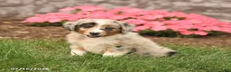Miniature Australian Shepherd dogs for sale: Venus - Ad 2