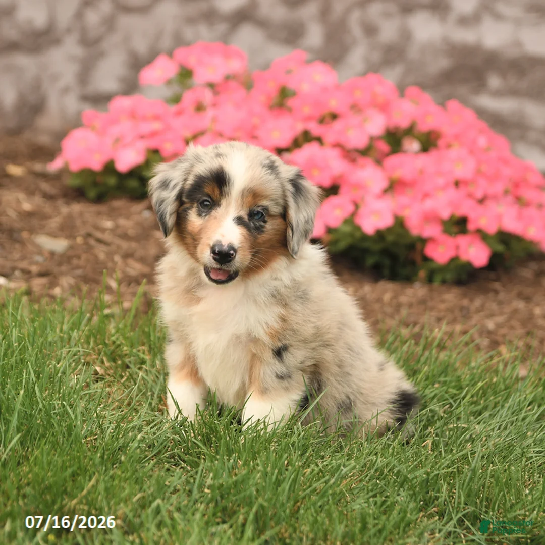 Miniature Australian Shepherd dogs for sale: Venus - Ad 2