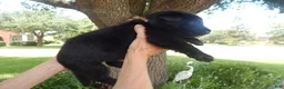 German Shepherd dogs for sale: Ms Yellow - Ad 14