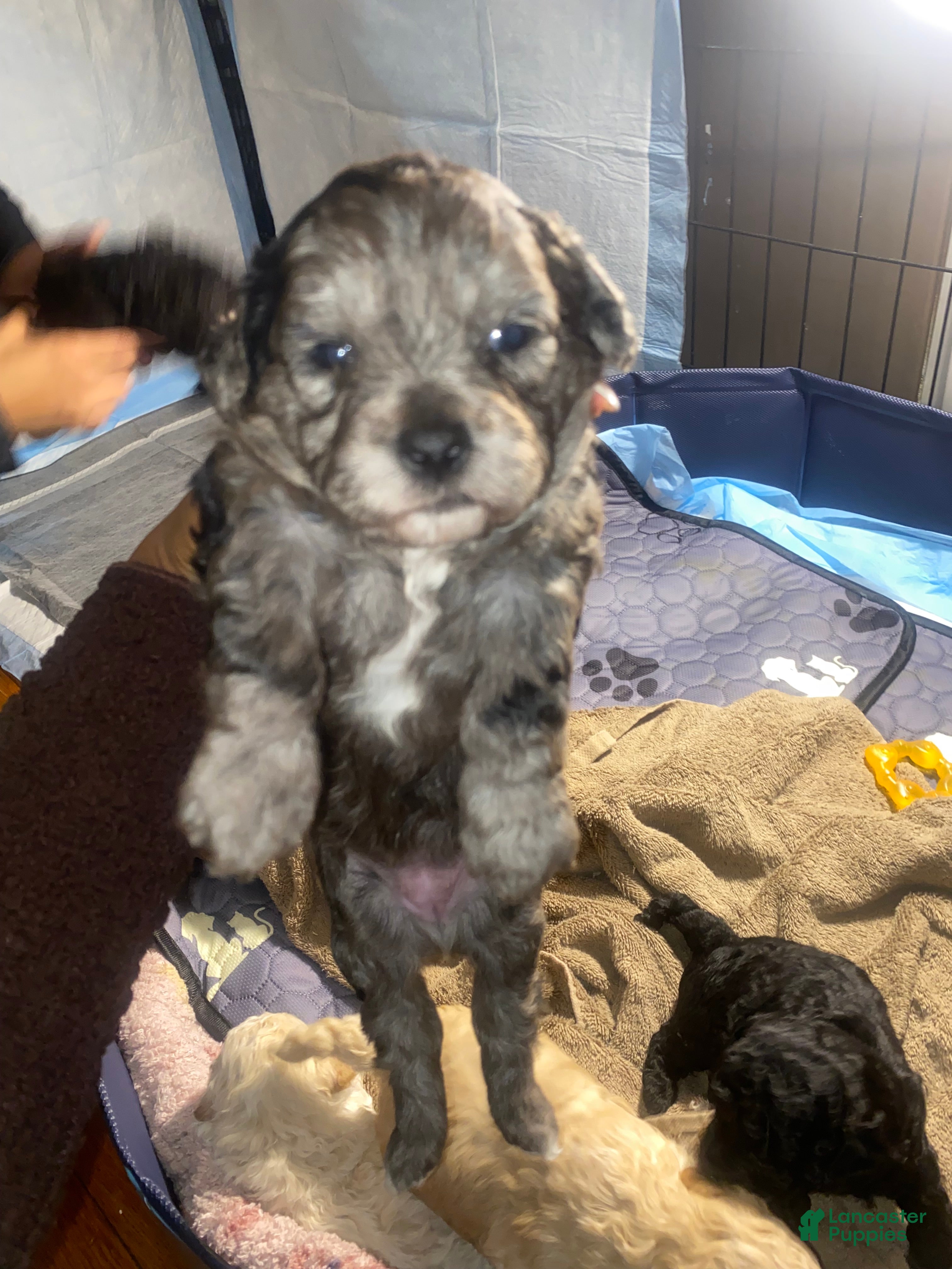 Shihpoo dogs Shihpoo Puppy 4 Big Mama - Ad 16