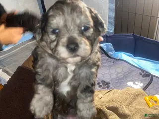 Shihpoo dogs Shihpoo Puppy 4 Big Mama - Ad 36