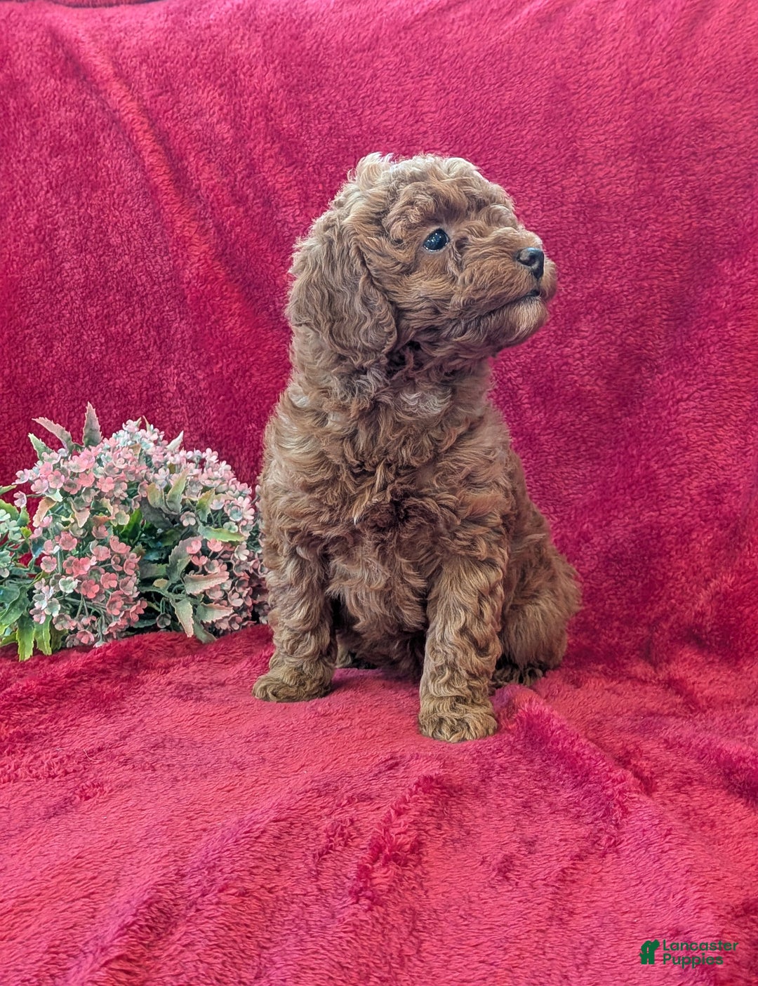 Miniature Poodle dogs for sale: Penny  - Ad 5