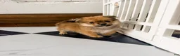 Pomeranian dogs for sale: Ford - Ad 5