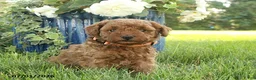 Miniature Poodle dogs for sale: Jenna - Ad 3