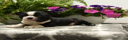 Boston Terrier dogs for sale: Gus - Ad 4