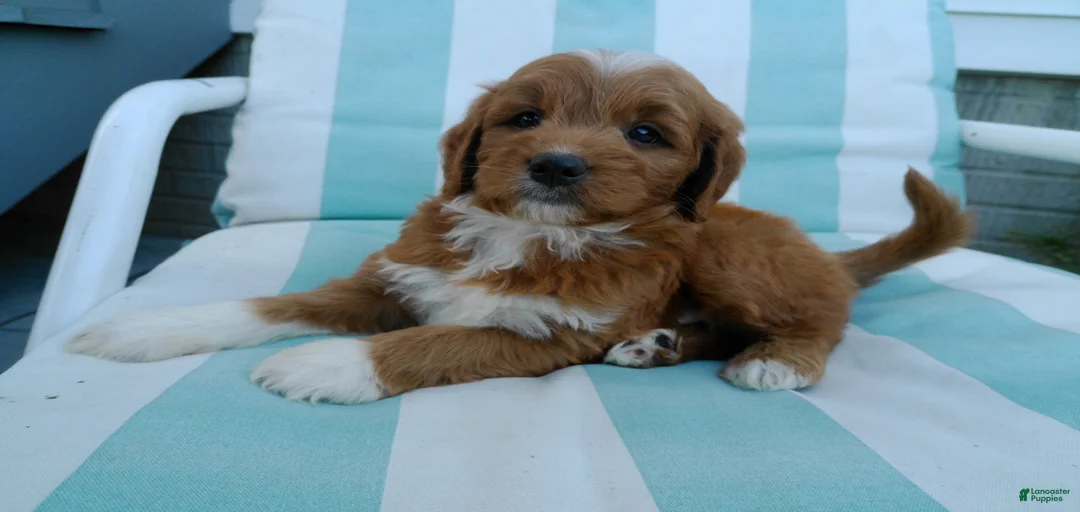 Gallery Image {{count}}