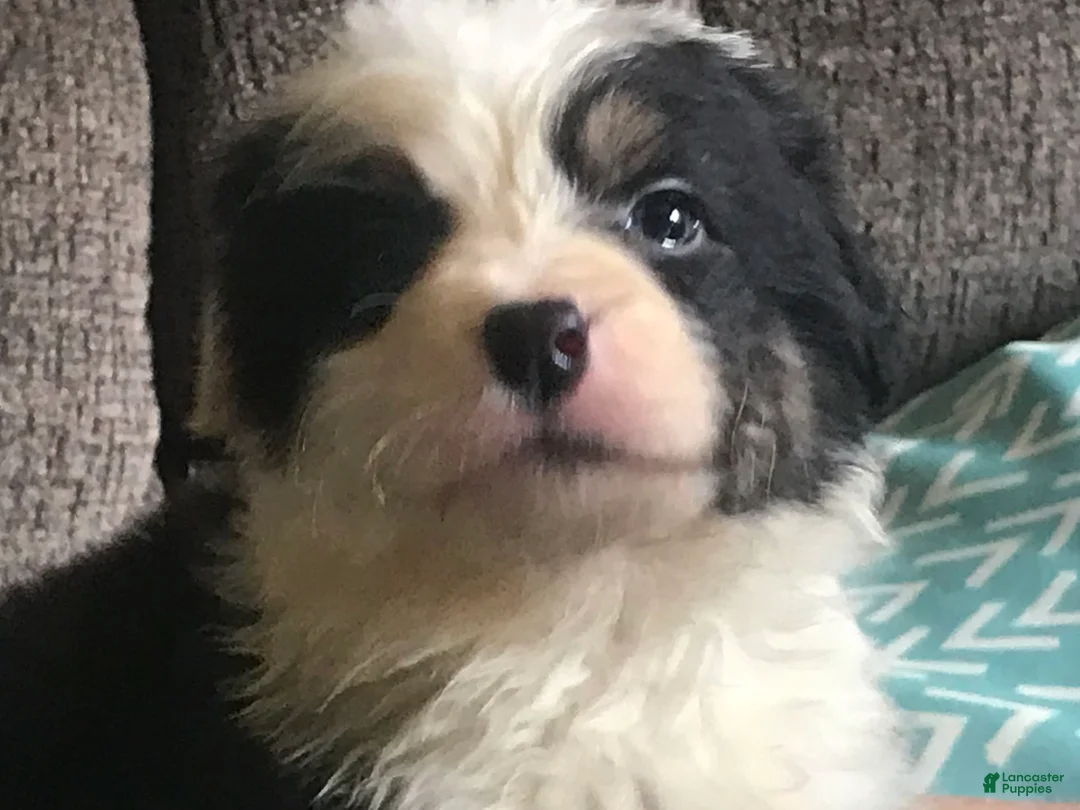 Gallery Image {{count}}