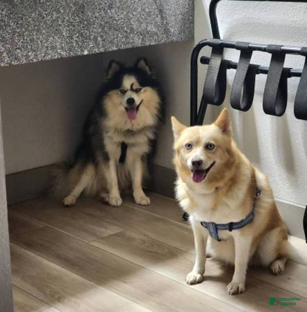 Pomsky dogs for sale: Zavien - Ad 2