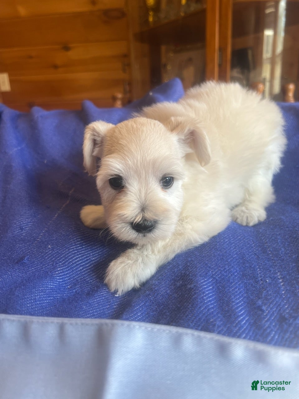 Miniature Schnauzer dogs for sale: Isaac (White) - Ad 2