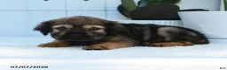 Mini Hippo dogs for sale: Chloe - Ad 5