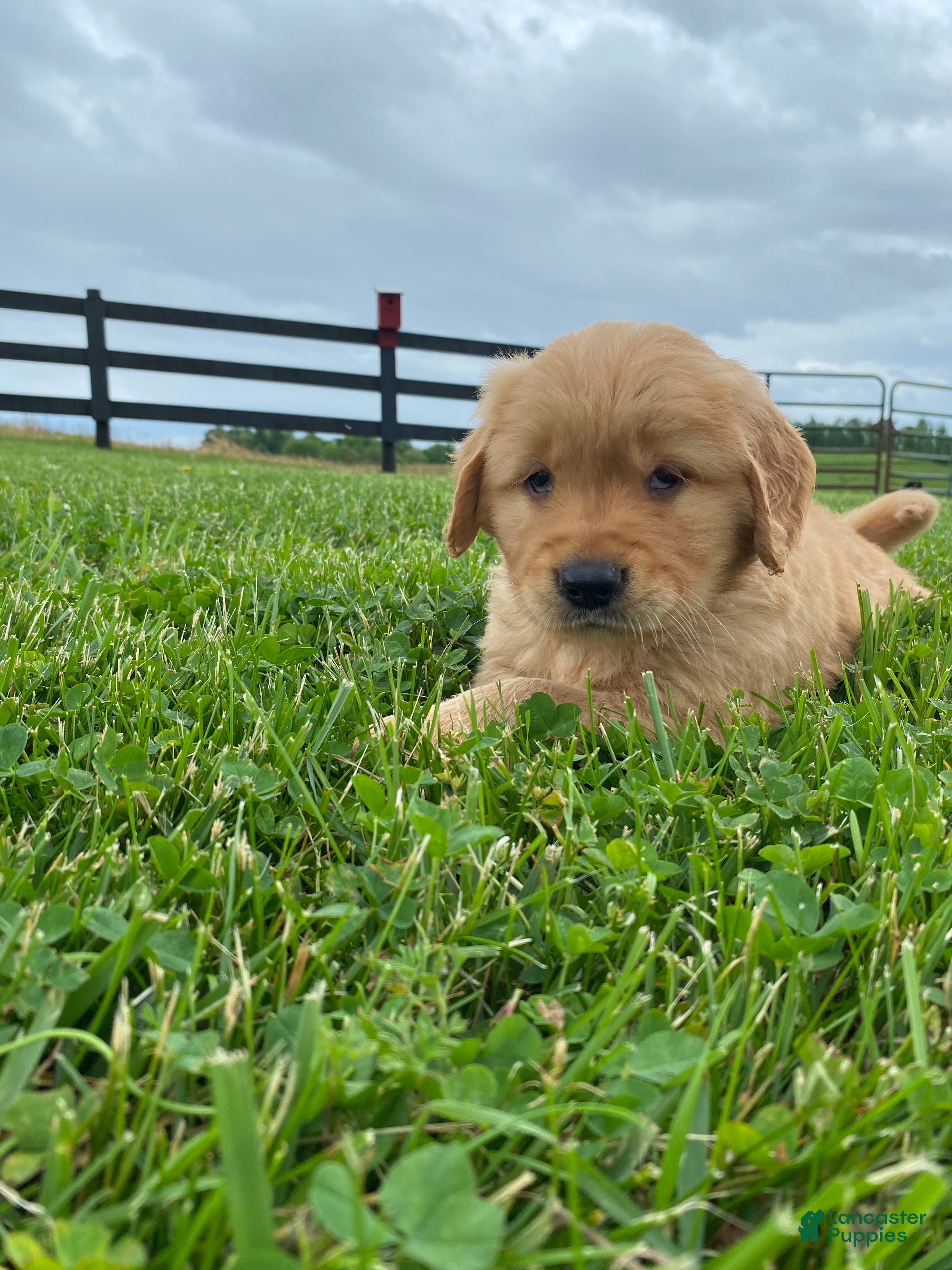 Golden Retriever dogs for sale: Golden Retriever Macho - Ad 4