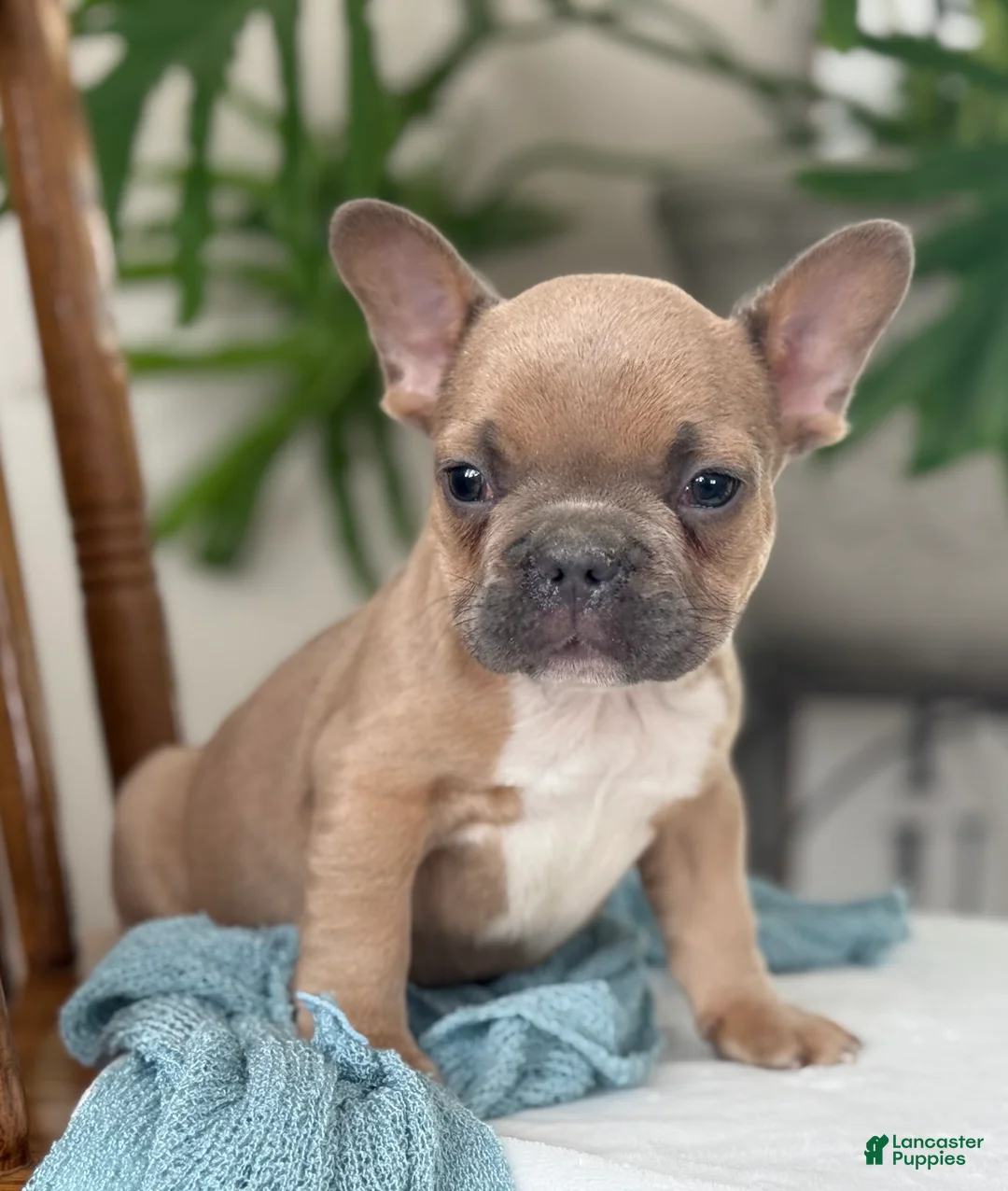 French Bulldog dogs for sale: Wilder - Ad 5