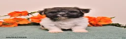 Havanese dogs for sale: Hans  - Ad 4