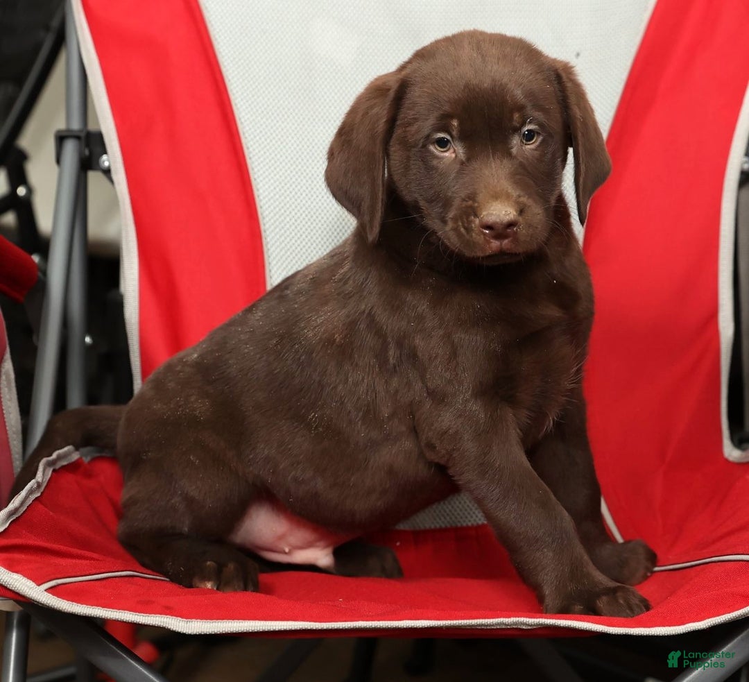 Labrador Retriever dogs for sale: Jax - Ad 7
