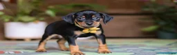 Miniature Pinscher dogs for sale: Daisy - Ad 5