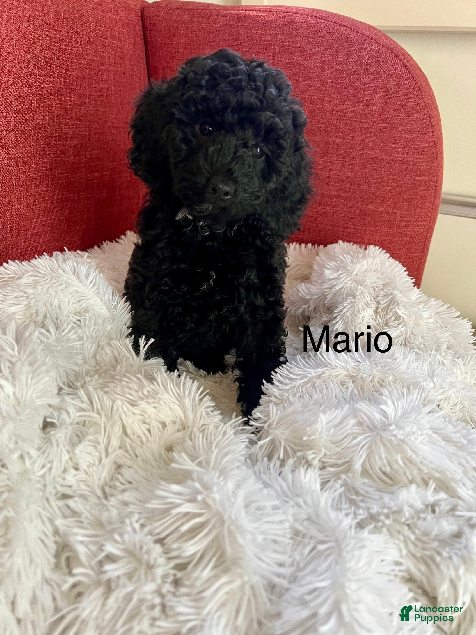 Miniature Poodle dogs Mario - Ad 2